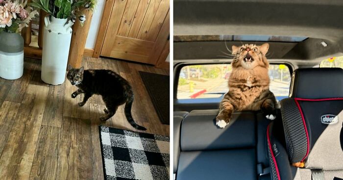 75 Funny Pics Of The Most Adorable Felines Yelling Away To Get Your Attention