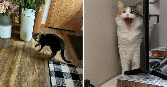 75 Funny Pics Of The Most Adorable Felines Yelling Away To Get Your Attention