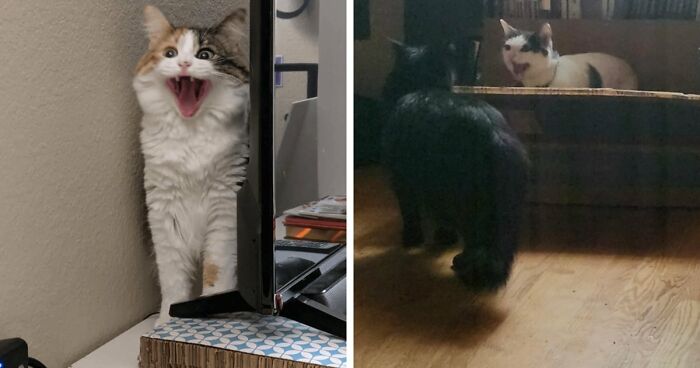 75 Funny Pics Of The Most Adorable Felines Yelling Away To Get Your Attention