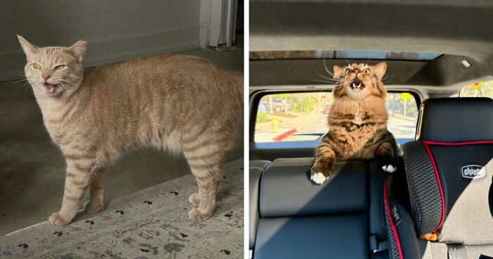 75 Funny Pics Of The Most Adorable Felines Yelling Away To Get Your Attention