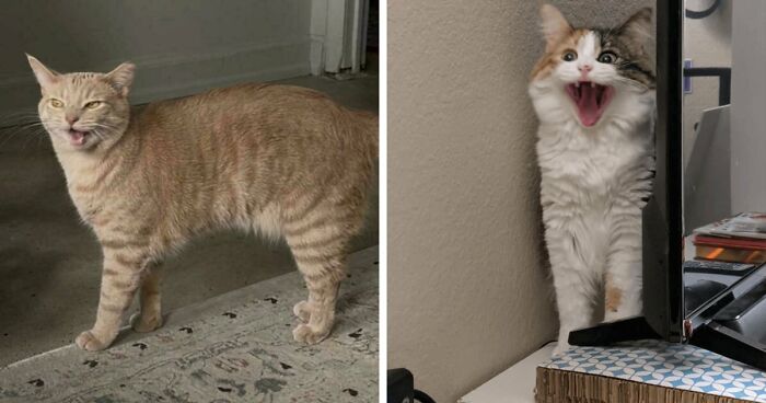75 Funny Pics Of The Most Adorable Felines Yelling Away To Get Your Attention