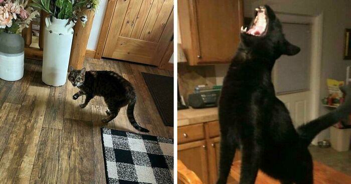 75 Funny Pics Of The Most Adorable Felines Yelling Away To Get Your Attention