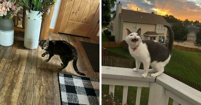75 Funny Pics Of The Most Adorable Felines Yelling Away To Get Your Attention