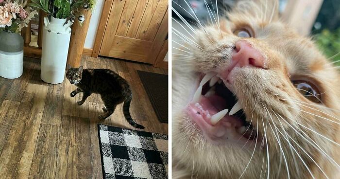 75 Funny Pics Of The Most Adorable Felines Yelling Away To Get Your Attention