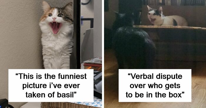 75 Funny Pics Of The Most Adorable Felines Yelling Away To Get Your Attention