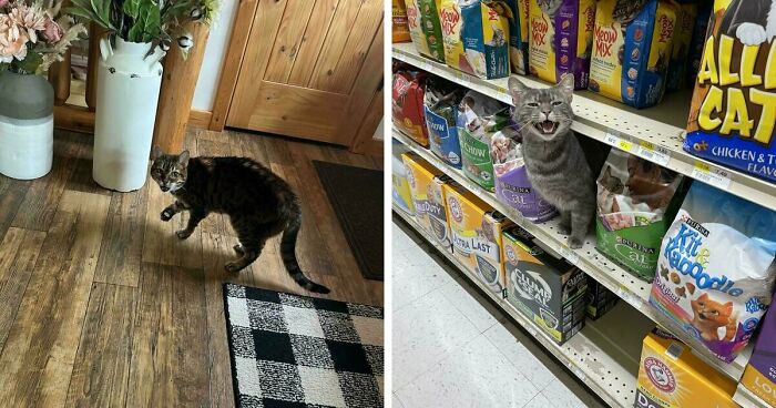 75 Funny Pics Of The Most Adorable Felines Yelling Away To Get Your Attention