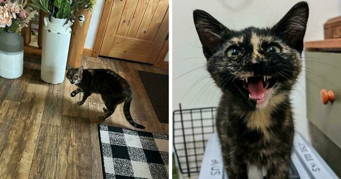 75 Funny Pics Of The Most Adorable Felines Yelling Away To Get Your Attention