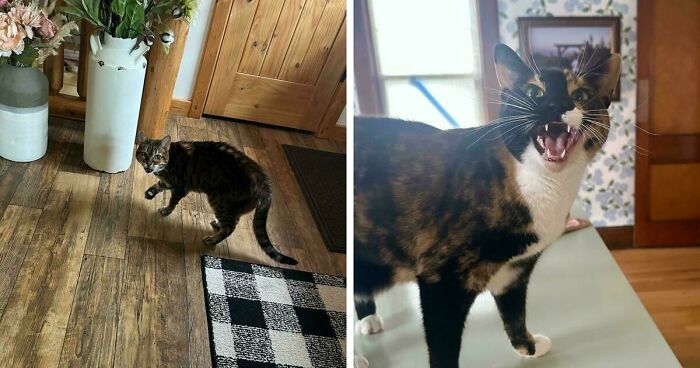 75 Funny Pics Of The Most Adorable Felines Yelling Away To Get Your Attention