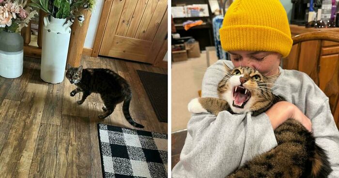 75 Funny Pics Of The Most Adorable Felines Yelling Away To Get Your Attention