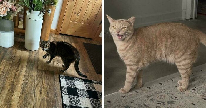 75 Funny Pics Of The Most Adorable Felines Yelling Away To Get Your Attention