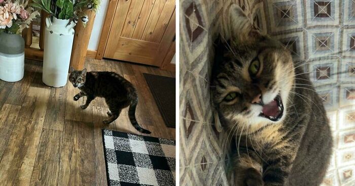 75 Funny Pics Of The Most Adorable Felines Yelling Away To Get Your Attention