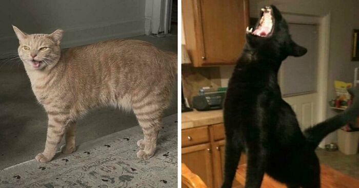 75 Funny Pics Of The Most Adorable Felines Yelling Away To Get Your Attention