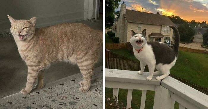 75 Funny Pics Of The Most Adorable Felines Yelling Away To Get Your Attention