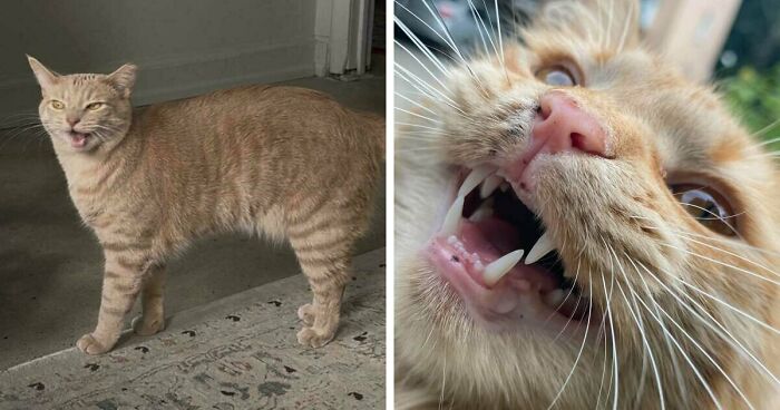 75 Funny Pics Of The Most Adorable Felines Yelling Away To Get Your Attention