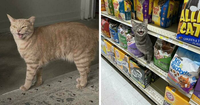 75 Funny Pics Of The Most Adorable Felines Yelling Away To Get Your Attention