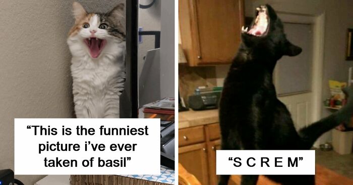 75 Funny Pics Of The Most Adorable Felines Yelling Away To Get Your Attention