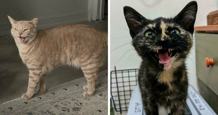 75 Funny Pics Of The Most Adorable Felines Yelling Away To Get Your Attention