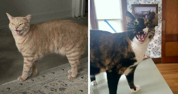 75 Funny Pics Of The Most Adorable Felines Yelling Away To Get Your Attention