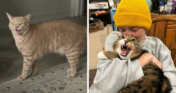 75 Funny Pics Of The Most Adorable Felines Yelling Away To Get Your Attention