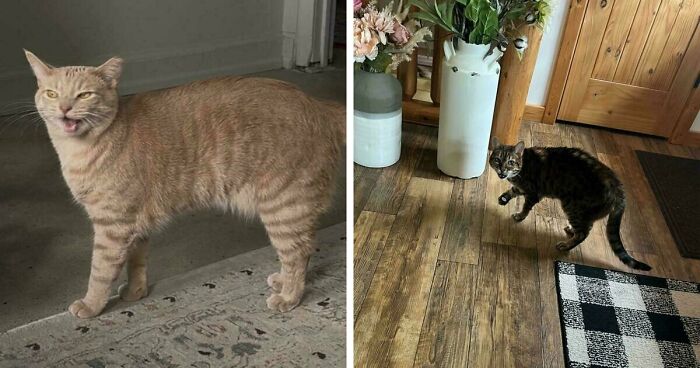 75 Funny Pics Of The Most Adorable Felines Yelling Away To Get Your Attention