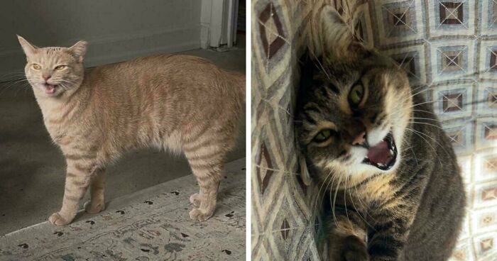 75 Funny Pics Of The Most Adorable Felines Yelling Away To Get Your Attention