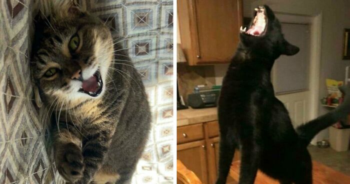 75 Funny Pics Of The Most Adorable Felines Yelling Away To Get Your Attention