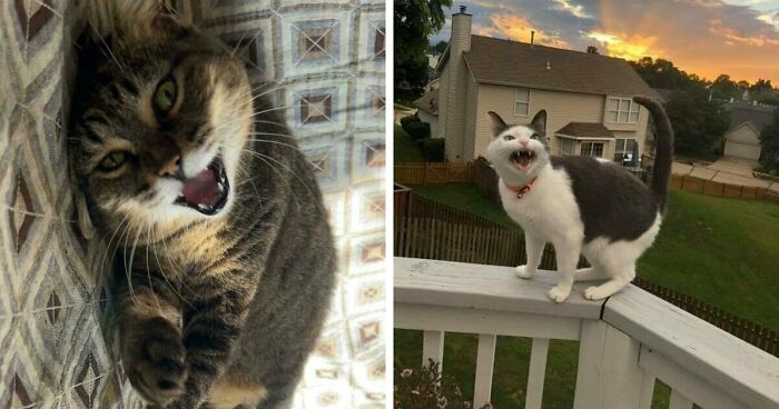 75 Funny Pics Of The Most Adorable Felines Yelling Away To Get Your Attention