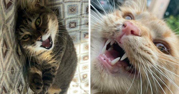 75 Funny Pics Of The Most Adorable Felines Yelling Away To Get Your Attention
