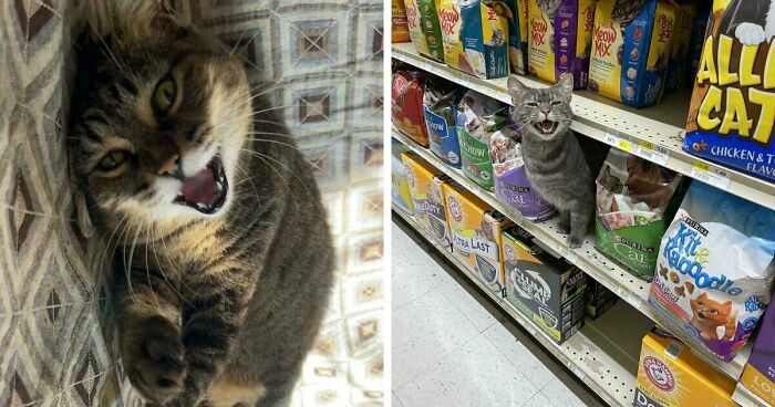 75 Funny Pics Of The Most Adorable Felines Yelling Away To Get Your Attention