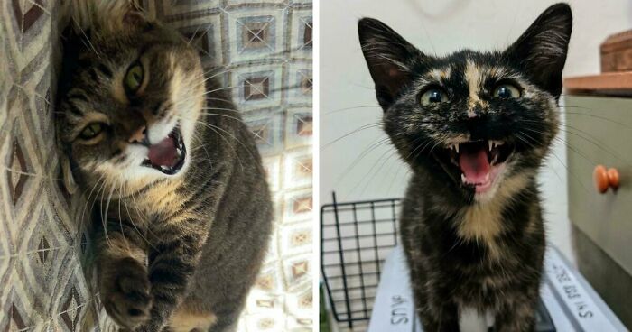 75 Funny Pics Of The Most Adorable Felines Yelling Away To Get Your Attention