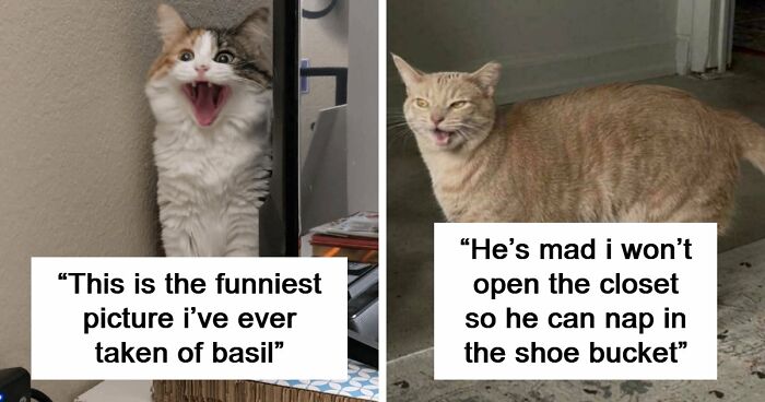 75 Funny Pics Of The Most Adorable Felines Yelling Away To Get Your Attention