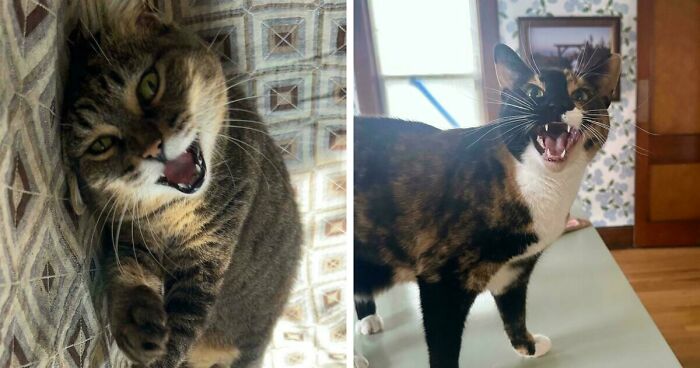 75 Funny Pics Of The Most Adorable Felines Yelling Away To Get Your Attention