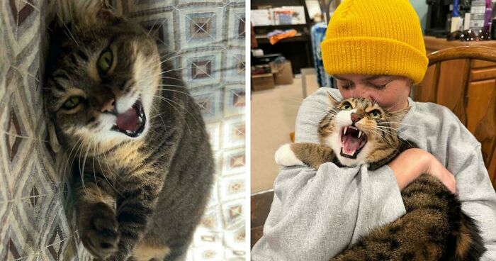 75 Funny Pics Of The Most Adorable Felines Yelling Away To Get Your Attention