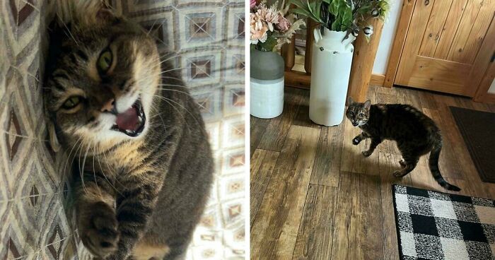 75 Funny Pics Of The Most Adorable Felines Yelling Away To Get Your Attention
