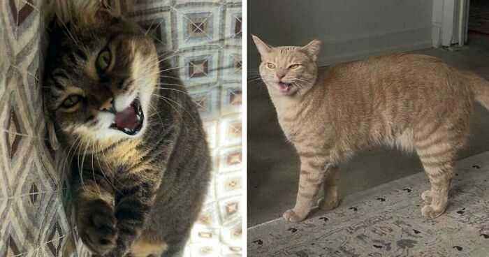 75 Funny Pics Of The Most Adorable Felines Yelling Away To Get Your Attention