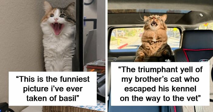 75 Funny Pics Of The Most Adorable Felines Yelling Away To Get Your Attention