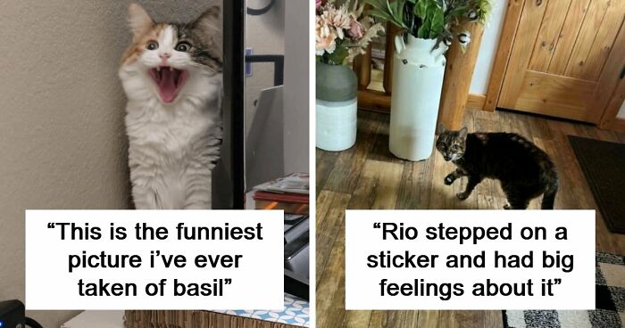 75 Funny Pics Of The Most Adorable Felines Yelling Away To Get Your Attention