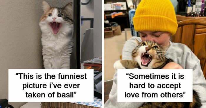 75 Funny Pics Of The Most Adorable Felines Yelling Away To Get Your Attention