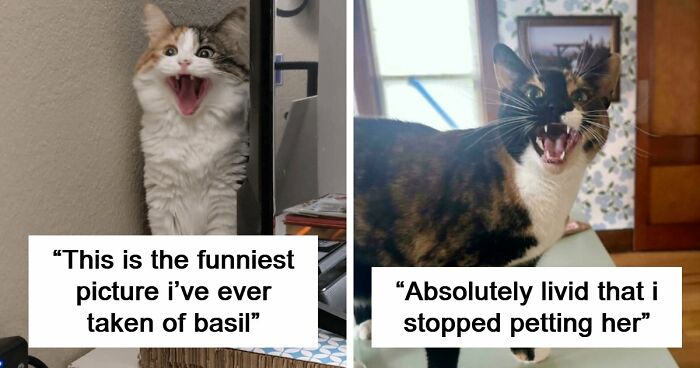 75 Funny Pics Of The Most Adorable Felines Yelling Away To Get Your Attention