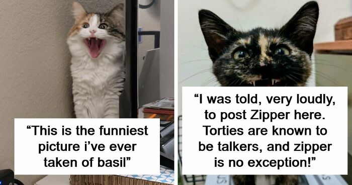 75 Funny Pics Of The Most Adorable Felines Yelling Away To Get Your Attention