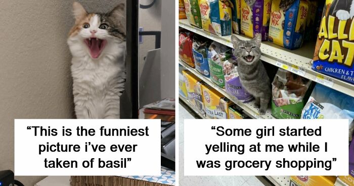 75 Funny Pics Of The Most Adorable Felines Yelling Away To Get Your Attention