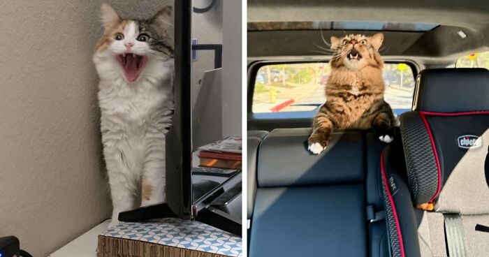 75 Funny Pics Of The Most Adorable Felines Yelling Away To Get Your Attention