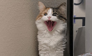 75 Funny Pics Of The Most Adorable Felines Yelling Away To Get Your Attention