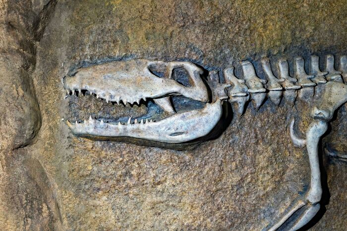 Giant Dinosaur Skeleton Found In Thailand, The Nagatitan, May Be The Largest Dinosaur Of The Region