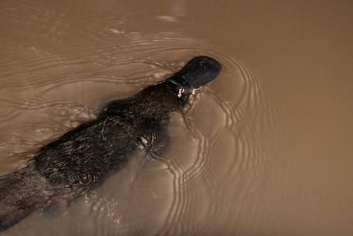 A dark-furred platypus, with a small tag near its head, swims through murky brown water, creating ripples. Scientific facts.