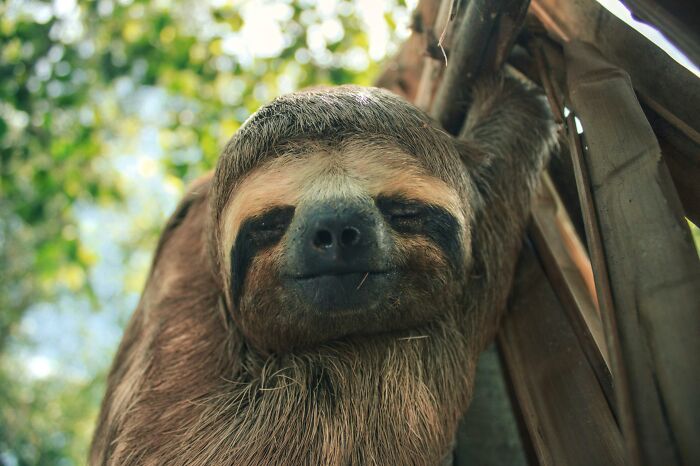 Close-up of sloth hanging in tree with blurred greenery