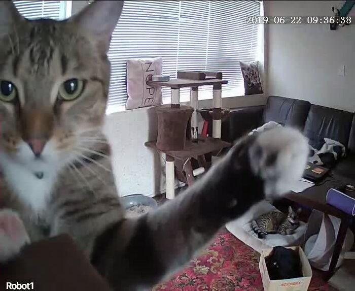 Um gato olhando para uma câmera com a pata estendida, outro gato na cama e uma balança inteligente.