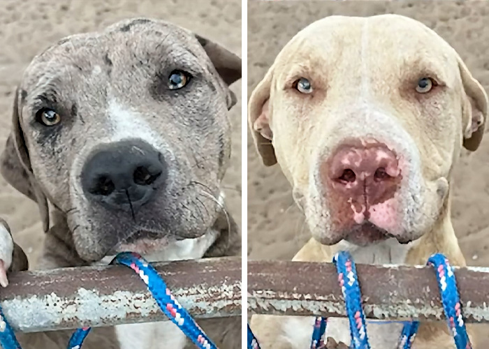 Dog Owner Fakes Heart Attack As She's Arrested After Pets Horrifically Attack Woman In Front Of Husband