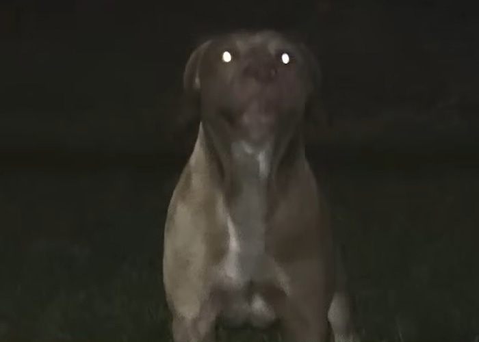 Dog Owner Fakes Heart Attack As She's Arrested After Pets Horrifically Attack Woman In Front Of Husband