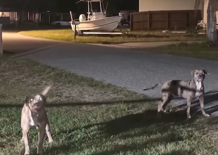 Dog Owner Fakes Heart Attack As She's Arrested After Pets Horrifically Attack Woman In Front Of Husband
